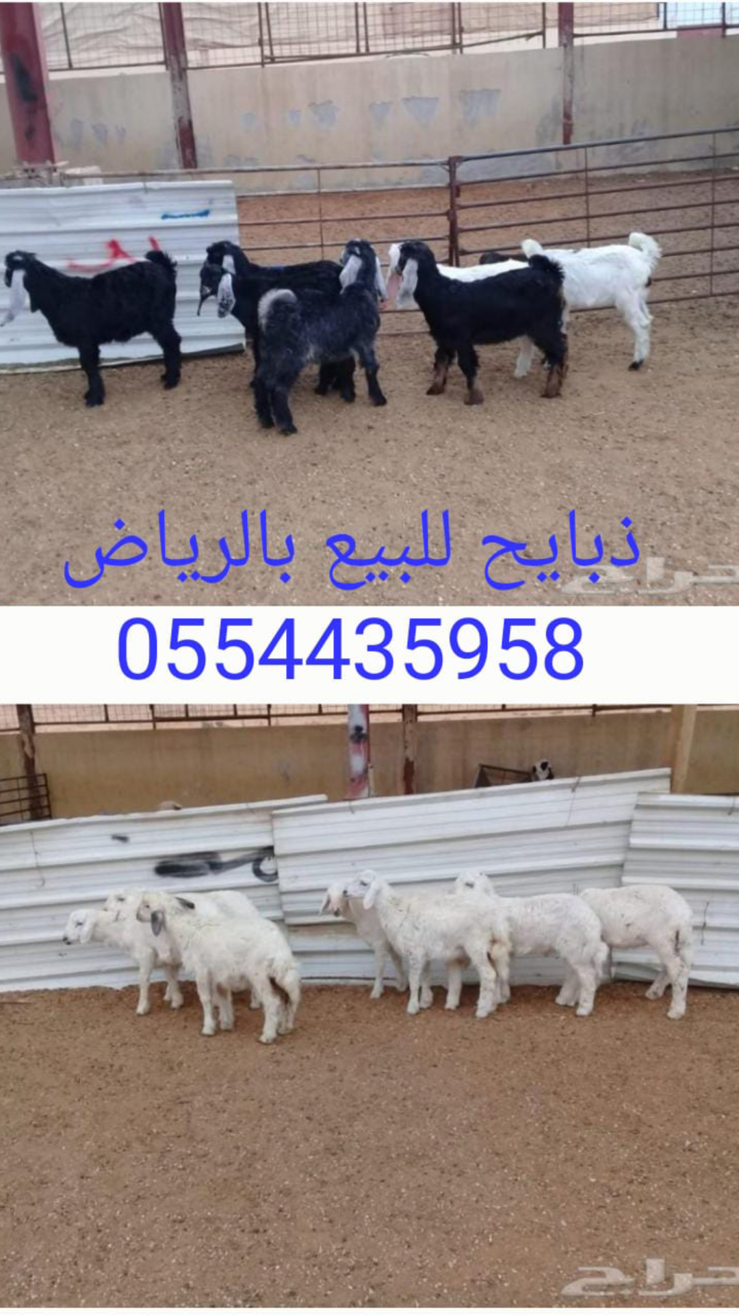 ذبايح للبيع في الرياض ابوفهد لبيع الذبائح في الرياض 0554435958  P_121204hte0