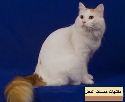 صور قطط تيفاني, معلومات عن تربية قطط تيفاني, أنواع القط تيفاني P_6006jxq21