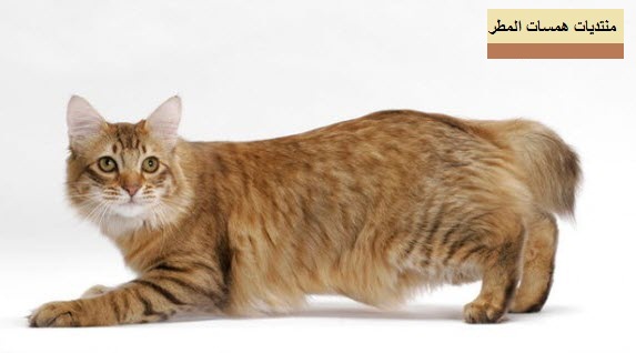 صور قطط البوبتيل الامريكية - معلومات عن تربية قطط البوبتيل الامريكية - أنواع القط البوبتيل الامريكية  P_600gow1v1