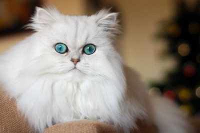 صور قطط الفارسية - معلومات عن تربية قطط الفارسية - أنواع القط الفارسية P_600he2hd1